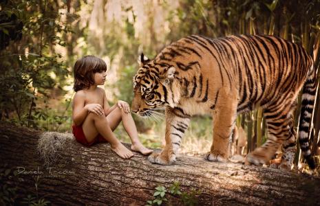 性质，森林，日志，孩子，男孩，Mowgli，动物，捕食者，老虎