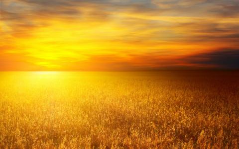 太阳，麦田，麦田，照片，风景，小麦，性质