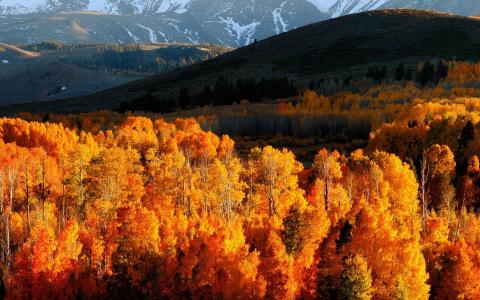 秋天，景观，山，雪，树，黄叶