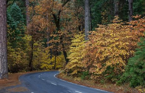 秋天，路，转，森林，树木，美女