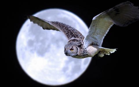 月亮，猫头鹰，夜，天空，飞