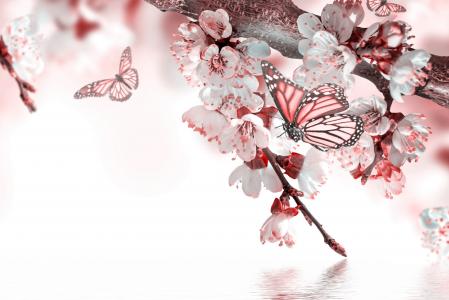 春天，樱桃，宏，photoshop，蝴蝶，鲜花，分支，白色背景