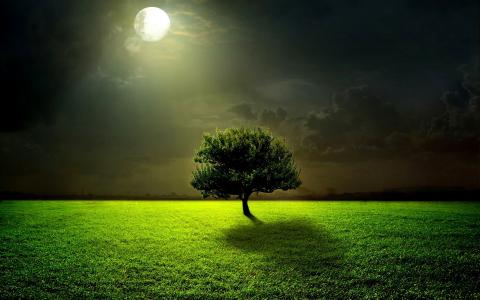 晚上，月亮，月光，满月，草，绿色，树