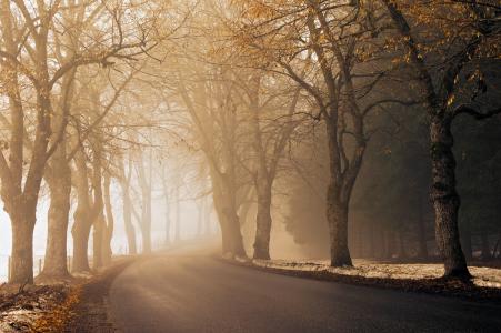 雾，沥青，雾，远处，路，早上，秋季，路