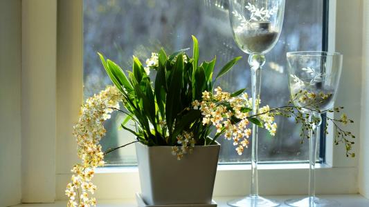 窗口，锅，鲜花，酒杯