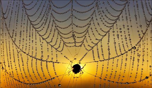 宏观照片主题，蜘蛛，露水，蜘蛛网，早上，日出