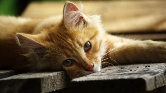 红色的猫，蓬松，躺在dosochkah