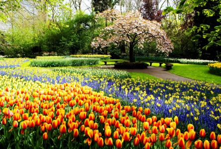 春天，公园，荷兰，郁金香，花圃，积极，美丽