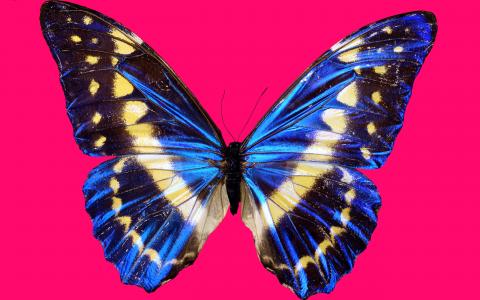 蓝色的蝴蝶，翅膀，紫色背景