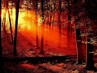 森林，日落，太阳的光芒
