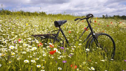 生锈，领域，自行车，草，绿色，鲜花，平原