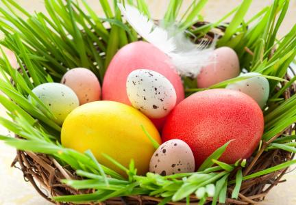 复活节，鸡，复活节，复活节，鸡蛋，假期，春天