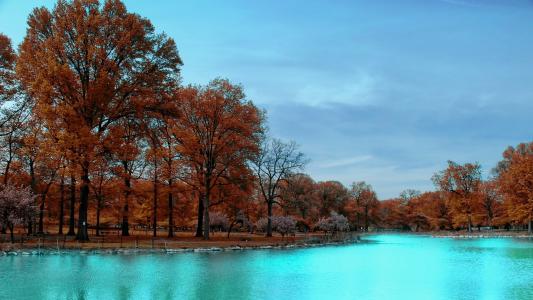 秋天的树木，棕色的树叶，蓝色的水