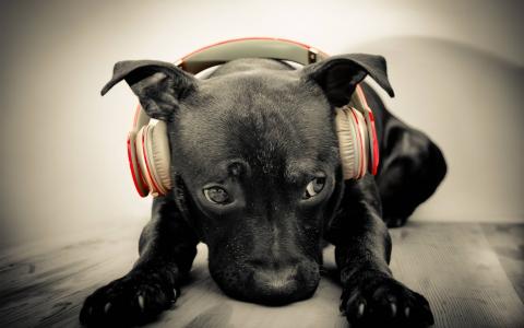 小狗，酷，美丽，黑色，耳机，音​​乐