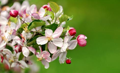 春天，开花，苹果树