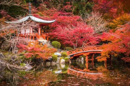 日本，花园，池塘，桥梁，秋天，宝塔，京都，树木