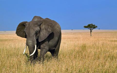 大象，野生动物园，非洲