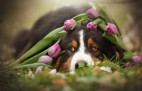 动物，狗，狗，脸，鲜花，郁金香