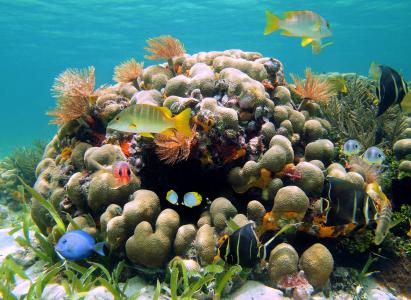 自然，在水之下，珊瑚，鱼，美丽，主题，海洋，夏天