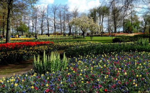 自然，公园，水仙花，春天，穆斯卡里，花圃，郁金香