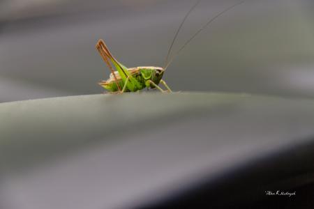 Bug，蚱蜢，绿色，一，坐，极简主义