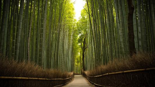 竹，树，绿色，森林，路径