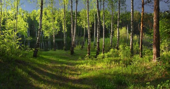 白桦林，湖，草，光，伊琳娜·沙普罗诺娃
