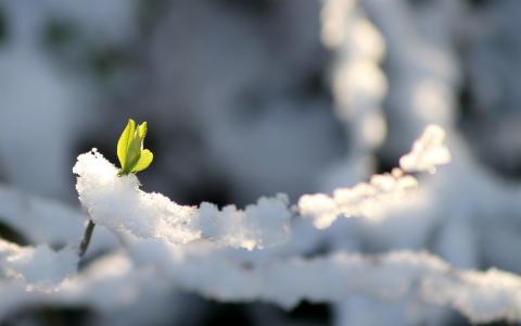 雪，发芽，冬天，绿色，冷