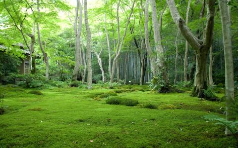 树木，森林，结算，日本