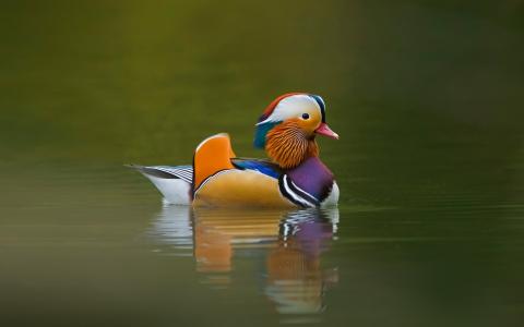 鸭，颜色，湖