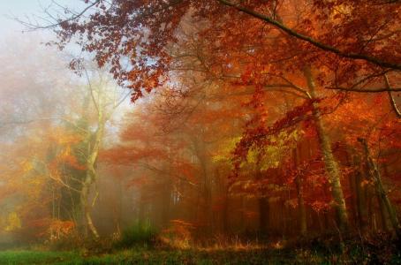 密集，森林，树木，美女，秋天，金色的秋天