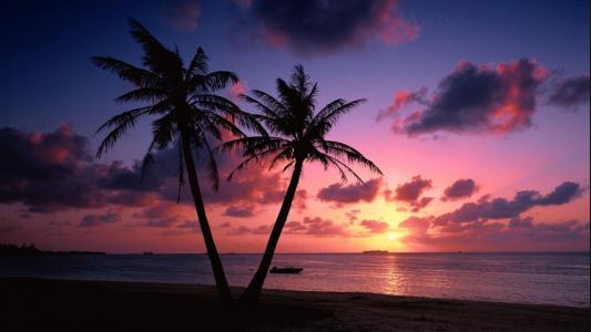棕榈树，热带地区，海洋