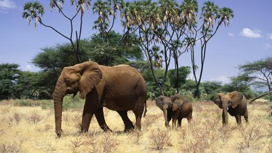 壁纸动物，大象，大象，非洲。