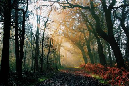 森林，道路，性质，早上，雨后，光，秋天
