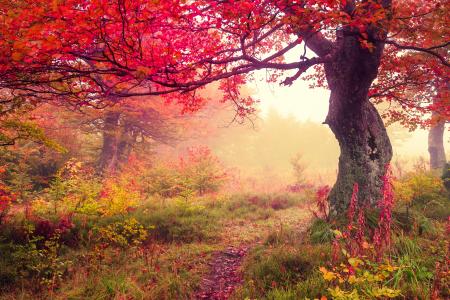 秋天，树木，灌木，性质，叶子