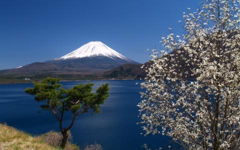 日本，富士山，山，樱花，天空