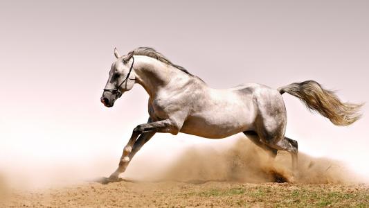 马，沙漠，速度