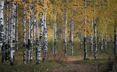 桦树，格罗夫，秋天，安德烈Pereshein