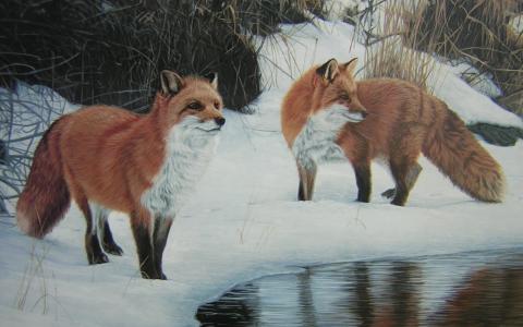 狐狸，河，森林，雪，野