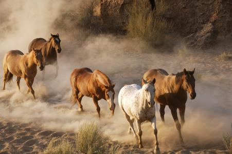 牛群，照片，野生动物，马，灰尘，动物，畜群，马