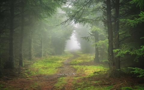 薄雾，路径，树，森林，孤独，叶子，树