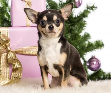 狗，奇瓦瓦，新年，盒子，礼物，圣诞树