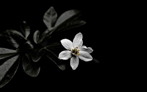 白色的花，黑色