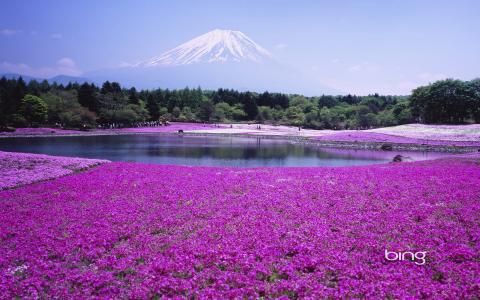 日本，照片，自然，公园，山，游客，照片，冰，花，美丽