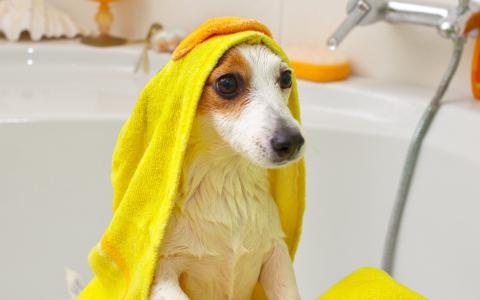 狗，浴，毛巾