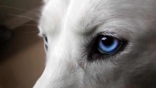 狗，蓝眼睛，毛茸茸的羊毛