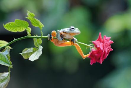 花，玫瑰，干，青蛙