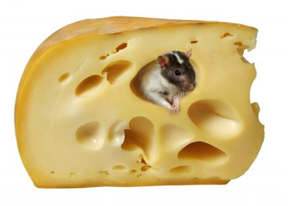 奶酪，白色背景，老鼠，大鼠