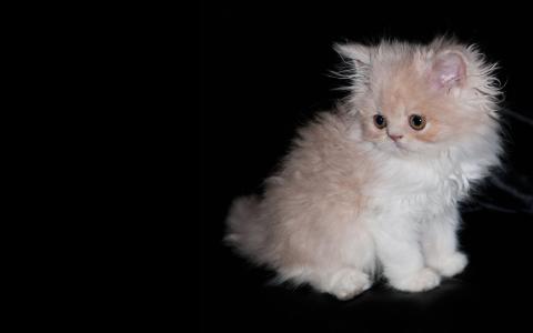 毛茸茸的小猫，浅羊毛，黑暗的背景