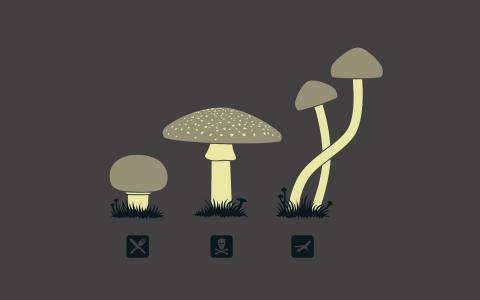 致幻剂，蘑菇，徽章